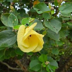 Flowers and trees are very similar to Hawaii.