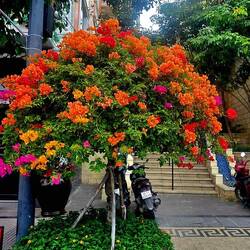 Town is fake, but these flowers are legit!