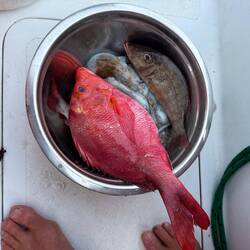 So generous! It doesn't get any fresher than this!