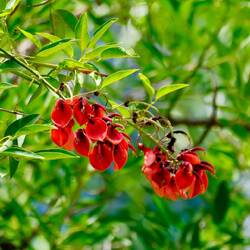 Ceibo - seit 1942 Nationalblume Argentiniens