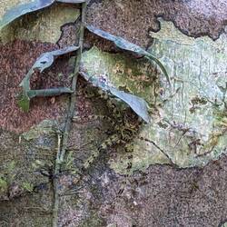 Wer findet die Spinne?