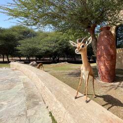 Diese Gazelle ist sehr neugierig