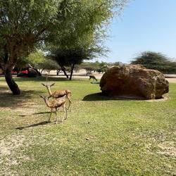 die Gazellen sind handzahm