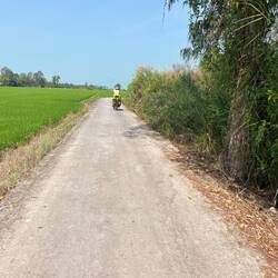 Cycling amongst the rice fields
