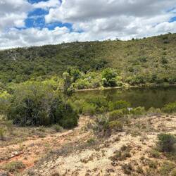 Was ist an einem Wasserloch so cool? 🦁👑