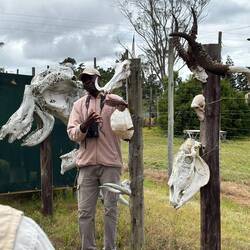 Oben Pumba, leider noch kein lebendiges gesehen