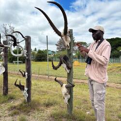 O. Springbock, m. schw. Gnu, u. blaues Gnu