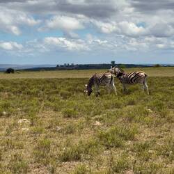 Ich-hab-Dich-Lieb-Zebras 🥰