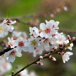 mal erste Obstbaumblüten ...