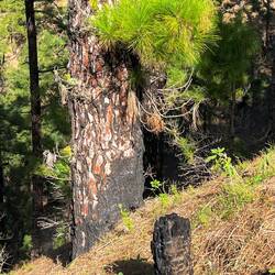 Spuren des letzten Waldbrands. Die Pinien haben sich davon nicht beeindrucken lassen
