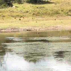 Vllt hier besser zu sehen? Und ich meine nicht die Enten