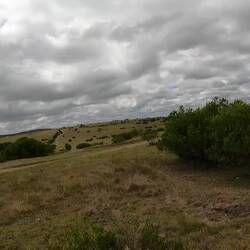 Ein neugeborenes Impallababy ist zu entdecken.