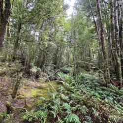 Unberührter Regenwald