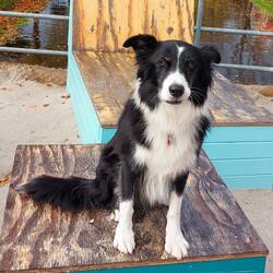 Hundi ist natürlich auch dabei 🥰