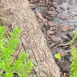 That lizard was so cute. He blended in so well on the tree..