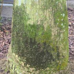 I don't know what it is about moss... but I just love the way it looks..