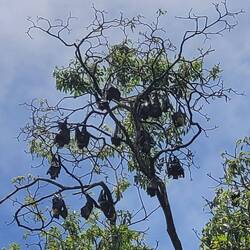 Draculas 😈 - bei ungefähr 300 % Luftfeuchtigkeit. Ich würde sowas von auswandern!