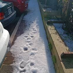 Hail on the footpath this morning