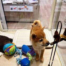 Tiere zum Verkauf im Schaufenster