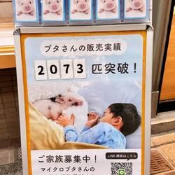 Schlafen mit Schweinchen