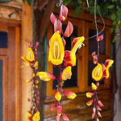 Orchids at our Filandia lodging