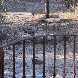 The quail also enjoy Alain's hospitality.