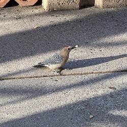 A few peanuts for the woodpecker.