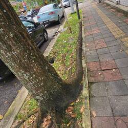 Der Baum ist cool - findet seinen Weg.