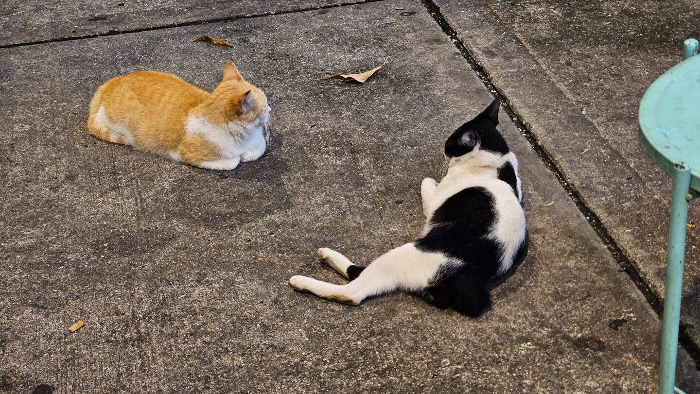 Ninja-Katzen beim vietnamesischen Café RVC.