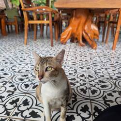 Eine tierische Begegnung auf dem Weg zu Strand