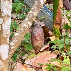 Une cabosse de cacao 😍