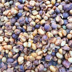 Les grains de café non encore dépulpés ...