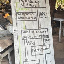 Visite d'une plantation de thé et café le Lak40... ici le processus du thé