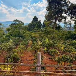 Une jolie plantation de café en haut du plateau des Bolavens