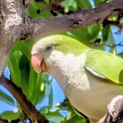Monk Parakeet among the vines.