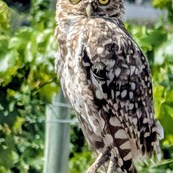 A Burrowing Owl - just outside the last vineyard.