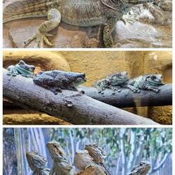 Das Reptilienhaus begeisterte uns.