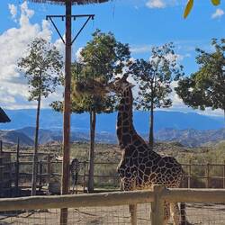 Hier kamen Erinnerungen an unsere schöne Afrikareise hoch 🦒.