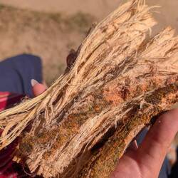 That wood didn't stand a chance. Scrubber prepared!