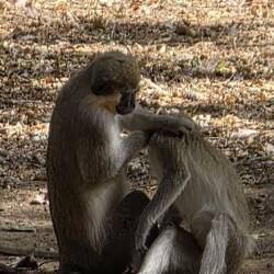 But fleas are also interesting!