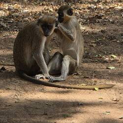 Now let's check the fleas in the other direction