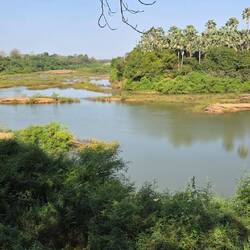 Lazy muddy Gambia river drifts by our camp at "Campement du Lion"
