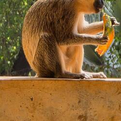 Enjoying the rest of my papaya