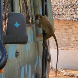 Who's that monkey looking at me out of the van?
