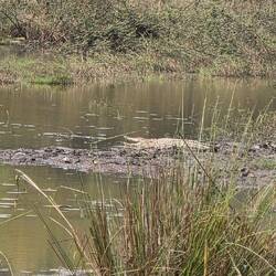 Another crocky on the sandbank