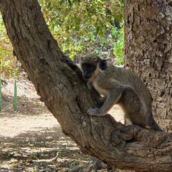 A welcome committee of monkeys greets us. Our car is about the most exciting thing they have seen