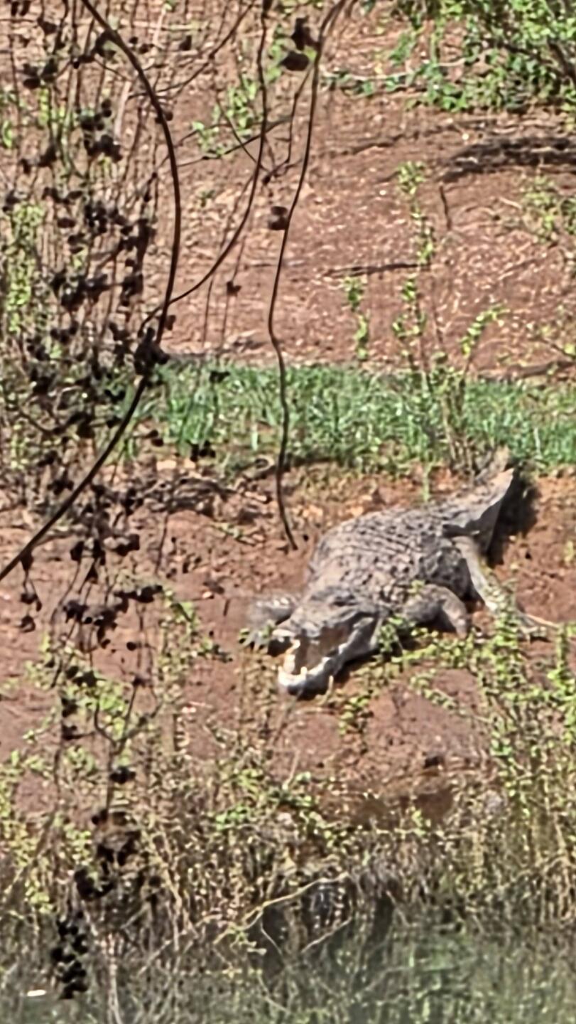 Hardly have we reached Gambia river in the park, when crocky greets us