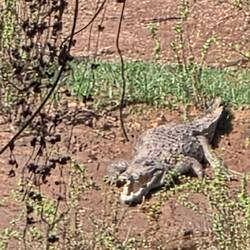 Hardly have we reached Gambia river in the park, when crocky greets us