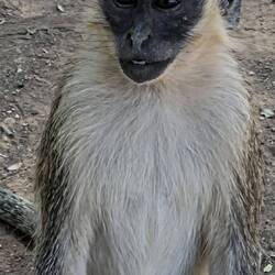 What a wise face