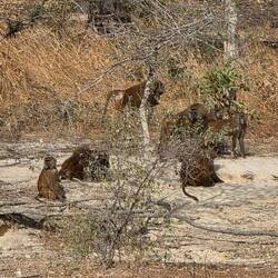 Baboon troop